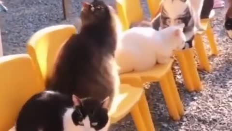 # families have cute pets # kittens # cats # cute pets