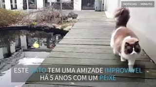 Amizade de gato com peixes dura mais de 5 anos