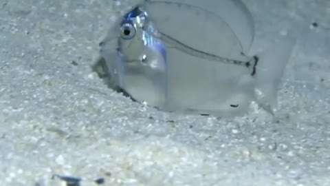 Transparent fish