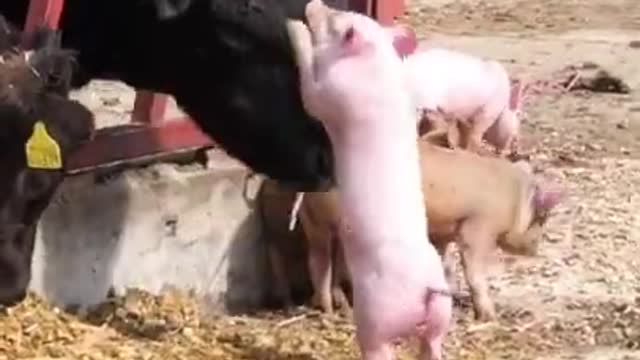 Cute_pig_😂_#shorts