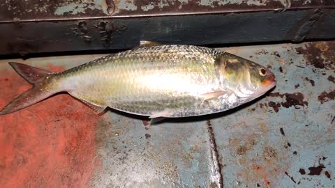 Hilsa Fish Life Video