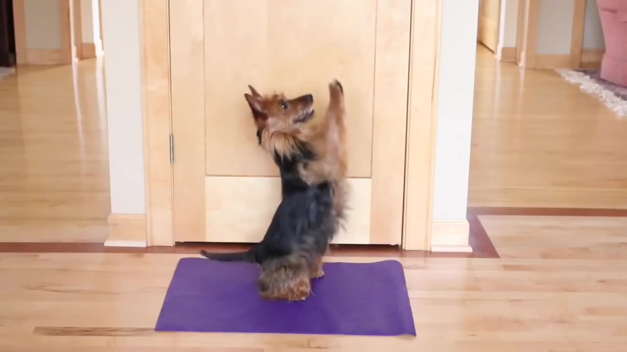 Stunning Dog Doing Simple Morning Yoga