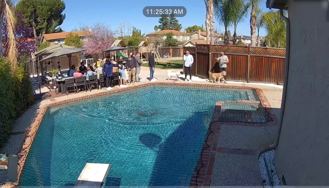 Dog Runs Over Net On Top Of Swimming Pool And Shocks People