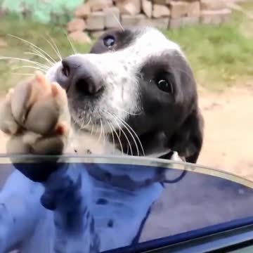 Ataque de Fofura *-----*