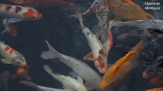 Beautiful fish videos