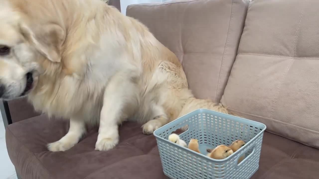 A cute Golden Retriever do when sees small beautiful Baby Chicks wow