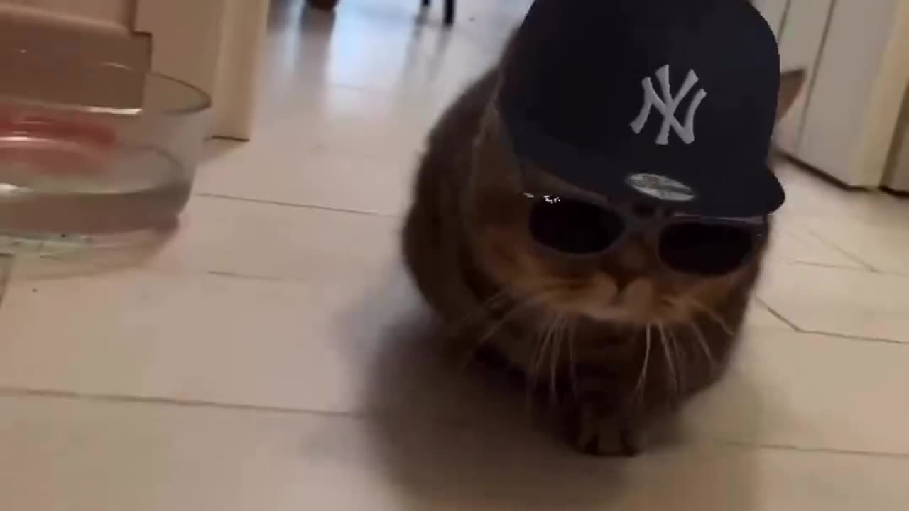 Gangsta Cat Looks So Cool! 😎 😭 Video: Cat_real_lover