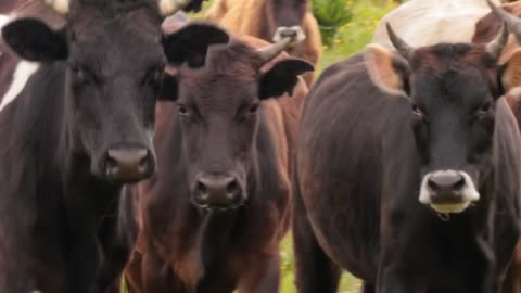 Cows together grazing in a field. Cows running into the camera