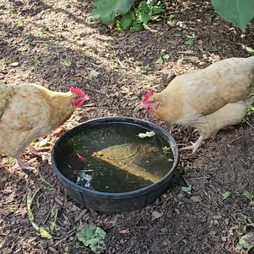 OMC! Two hens have a drinking contest! Which one wins? 🤔🐔🐔🤣 #chickens #drinking #contest #shorts