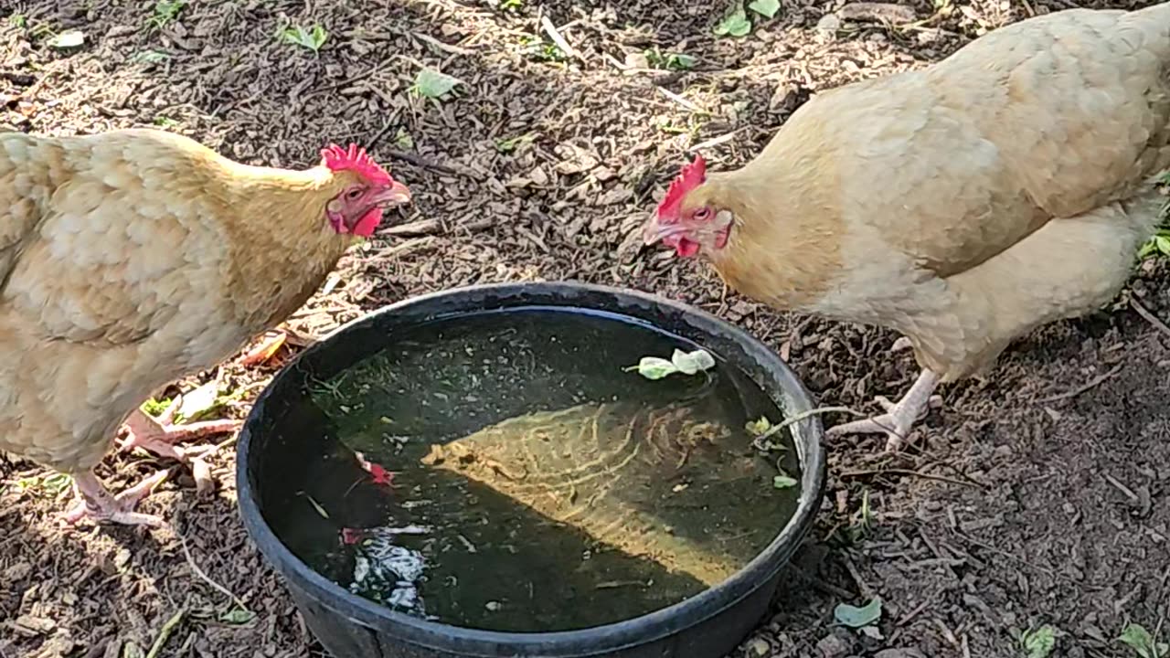 OMC! Two hens have a drinking contest! Which one wins? 🤔🐔🐔🤣 #chickens #drinking #contest #shorts