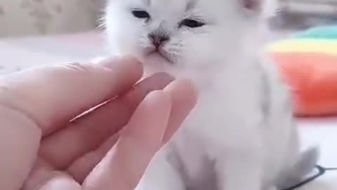Baby Cat Funny Cat Videos Cute Kitten
