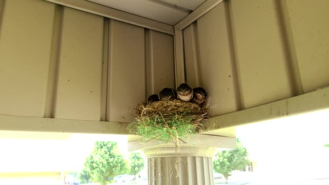 Baby Barn Swallows