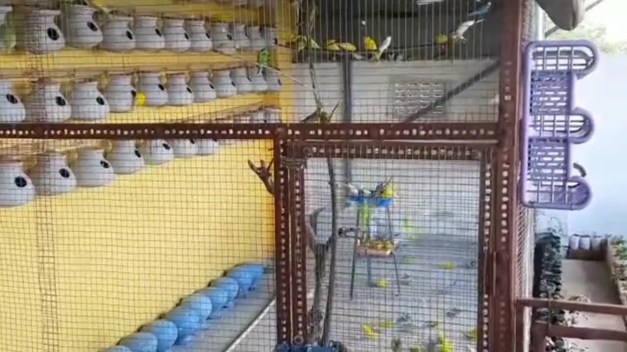 Austalian parrots breeding tips in urdu - Budgies Breeding progress - Breeding Tips for budgies_p1