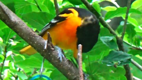 Oriole