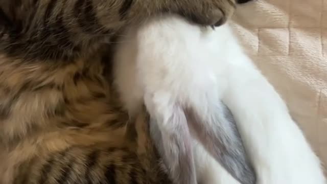 Curious Cat didnt know she was sleeping with a Bunny