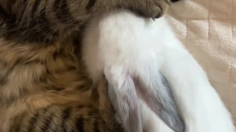 Curious Cat didnt know she was sleeping with a Bunny