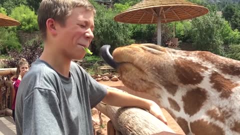 Funny Animals Reaction - Stand-Up Comedy by Animals