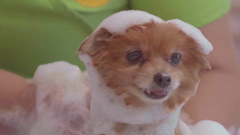 Bathing a small and calm dog