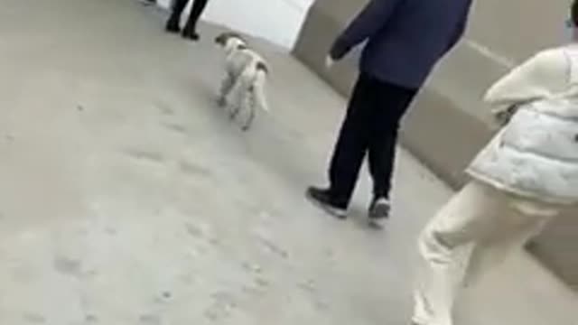 billi ka video The best Funny Playing Cats and Dancing Kittens Compilation | Try not to laugh !