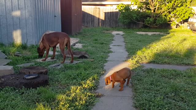 Rhodesian Ridgebacks Mr Brown & Miss Tickle; Sharing a Spudcake 2