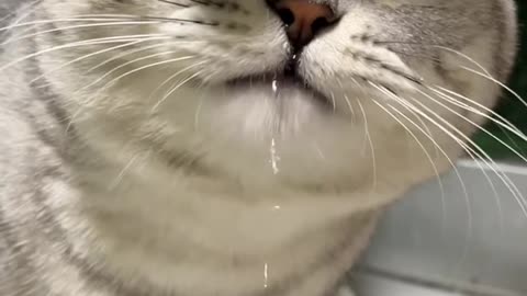 Cat Drinking Water