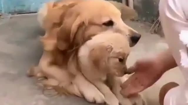 🤣 Awesome Funny Pet Animals Life Videos 😇