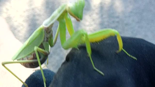 My beloved praying mantis is not alone in the fall