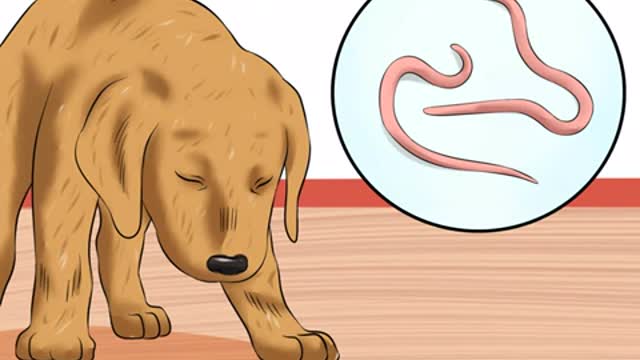 Treat Hookworms in Dogs