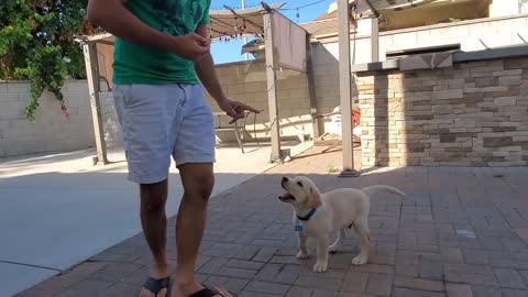 Labrador puppy learning and performing command