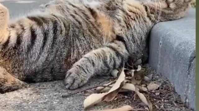 Baby Tiger cat comedy 😂😘😀😭😍🤣#viral