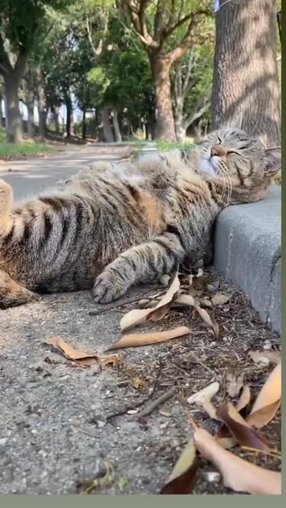 Baby Tiger cat comedy 😂😘😀😭😍🤣#viral