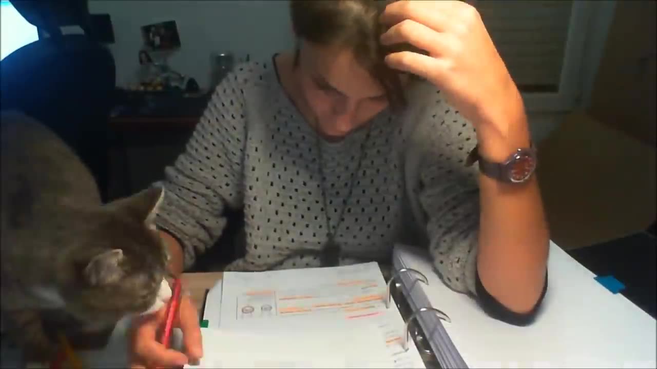 Trying to study with a cat