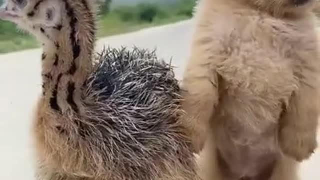 A naughty puppy kisses a baby ostrich