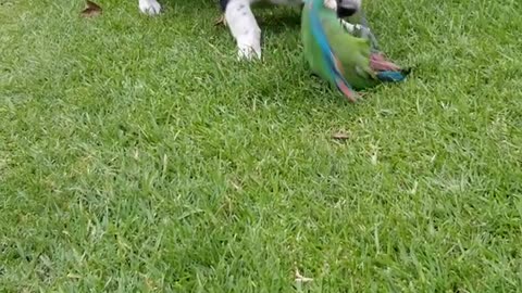 Puppy and Parrot's Adorable Playtime Adventure