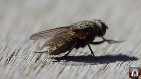 Capture The Moment Of Pooping Small Insects - Funny Animal Video