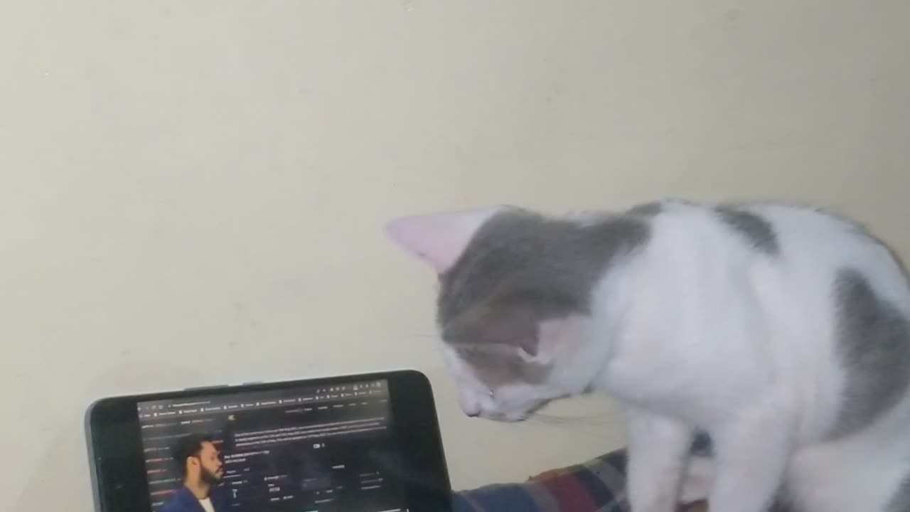 Cat watching mobile video