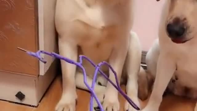 This Amazing Smart Dogs Will Make you Laugh