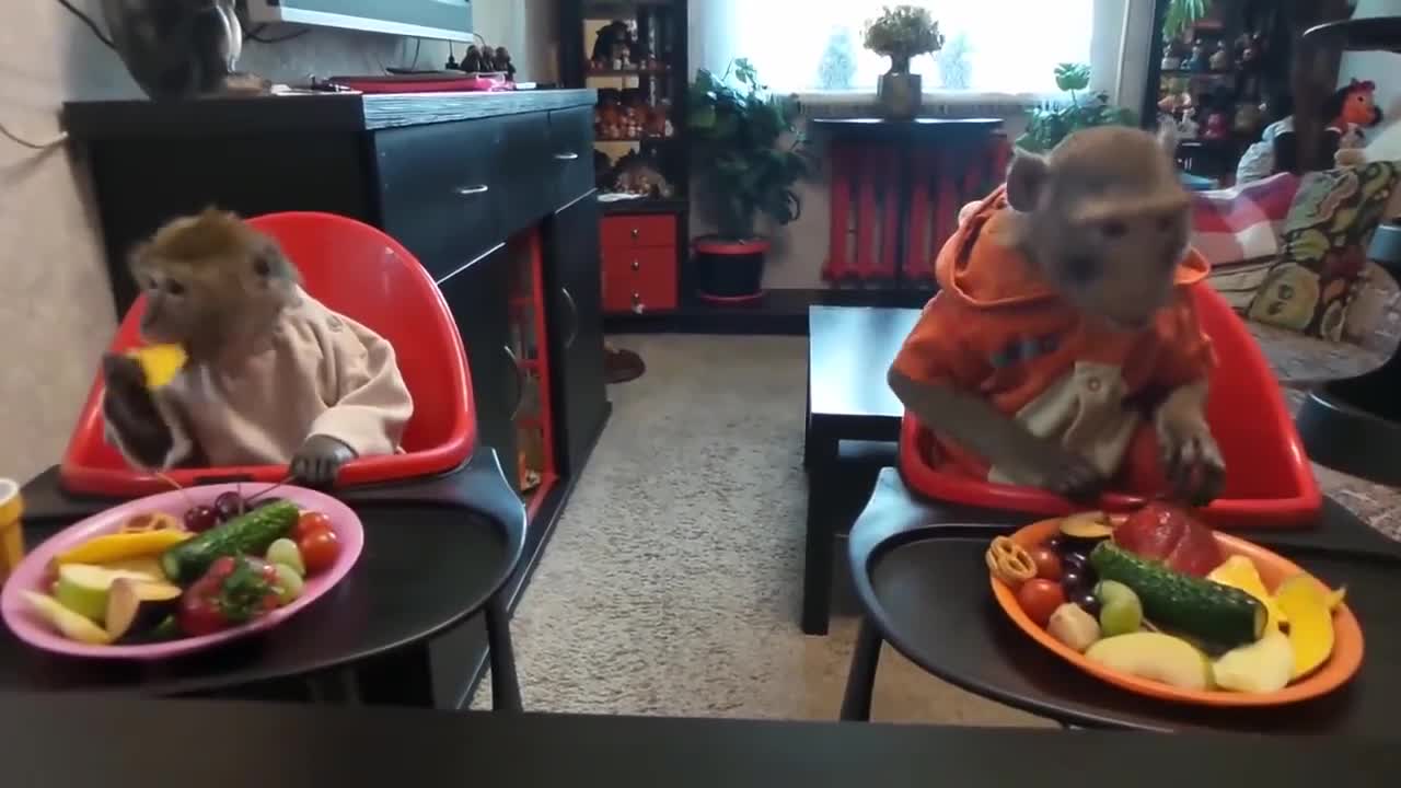bring two monkeys to the restaurant