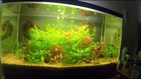 4 Months of Growth in a Father Fish Inspired Aquarium.