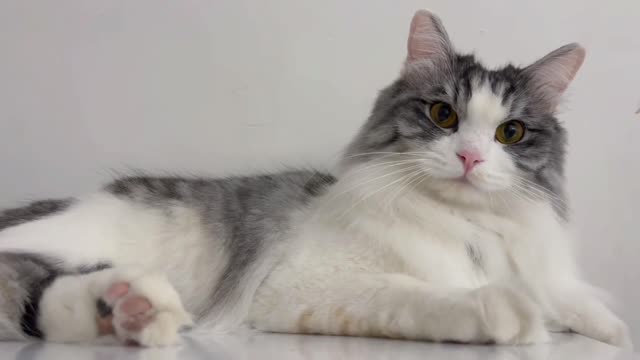 Lazy kitten what are you looking at