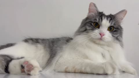 Lazy kitten what are you looking at