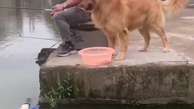 Funniest dogs not allowed to fishing