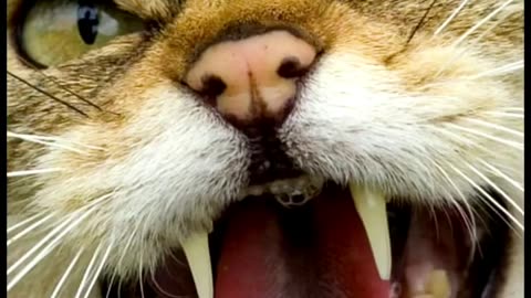 Wildlife