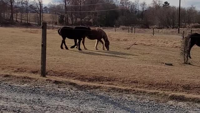Horses are Such Gentle Creatures