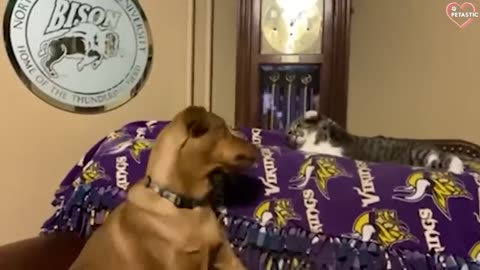 Cats vs Dogs Fighting - Funny Cats and Dogs Compilation -- PETASTIC