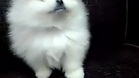 beautiful pomeranian baby playing with his dad