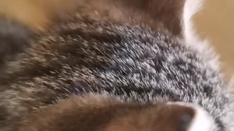 Wold cat2