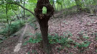 Old tree growing into itself