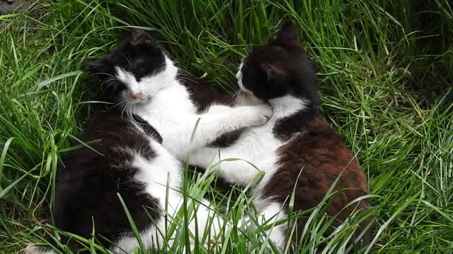 Cats Funny Videos - No Copyright Cat Video - Copyright Free Cat Videos