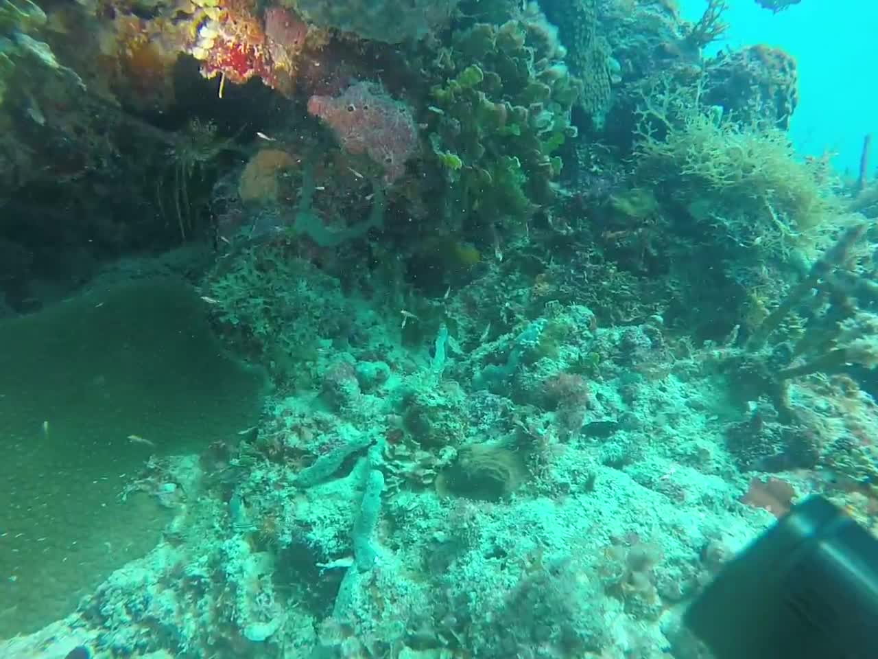 Diving in Bayahibe in the Dominican Republic in the Caribbean Sea